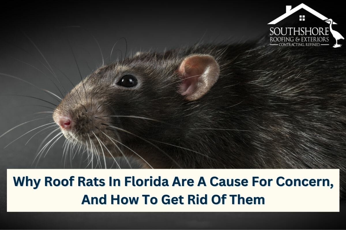 Why Roof Rats In Florida Are A Cause For Concern, And How To Get Rid Of Them