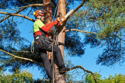 Trees on Your Property Trimmed